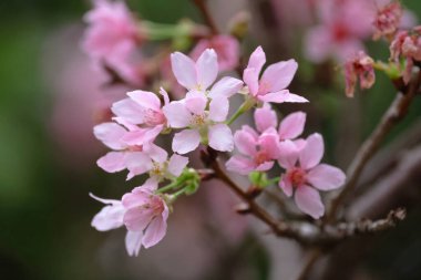Hong Kong Velodrome Parkı 'ndaki Cerasus Campanulata.