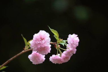 a flowering cherry cultivar with pink flowers on branch clipart