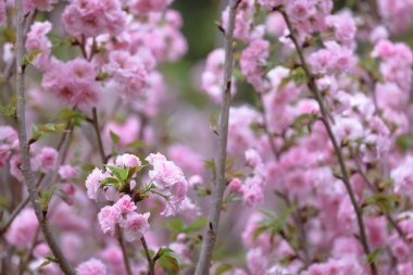 Dalında pembe çiçekler olan bir kiraz tarlası.
