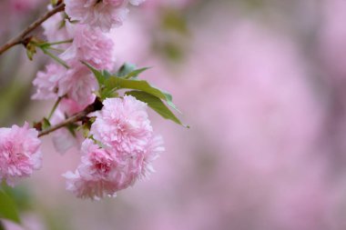 Dalında pembe çiçekler olan bir kiraz tarlası.