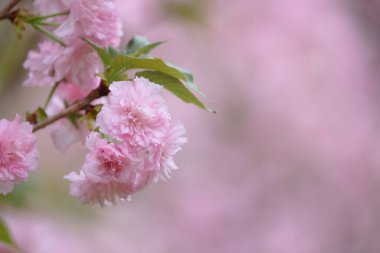 Dalında pembe çiçekler olan bir kiraz tarlası.