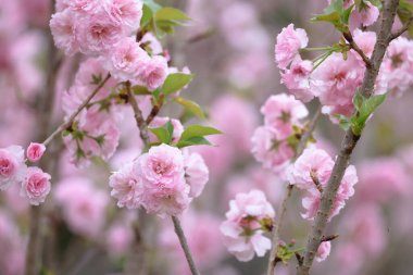 Dalında pembe çiçekler olan bir kiraz tarlası.