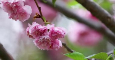 Dalında pembe çiçekler olan kiraz tarlası.