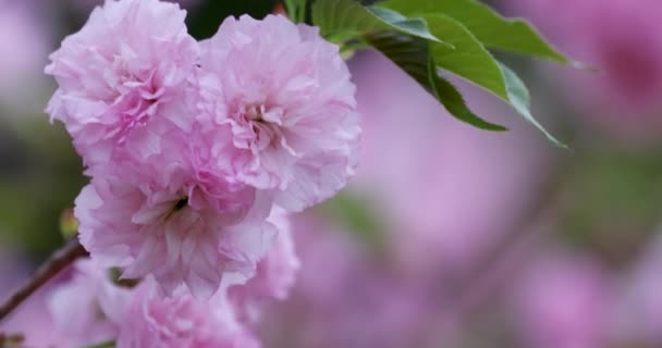 枝にピンクの花が咲く桜の花 — ストック動画