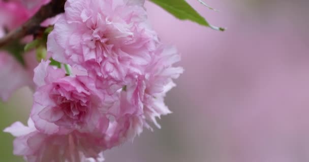 Blomstrende Kirsebær Cultivar Med Lyserøde Blomster Gren – Stock-video