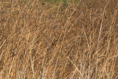 Kuru otlar, kuru otların detayları.