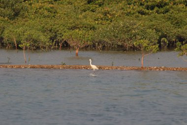Büyük beyaz balıkçıl denizde duruyor.