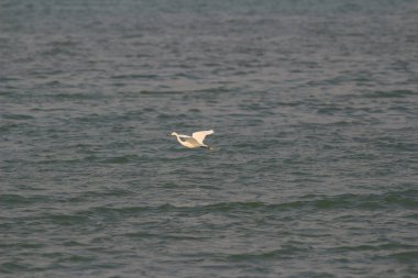 Büyük beyaz balıkçıl denizde duruyor.