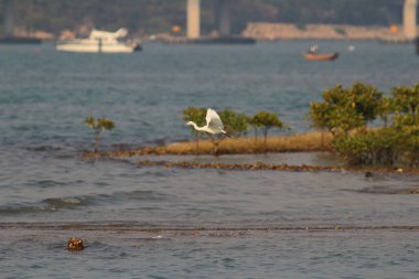 Tung Chung körfezindeki balıkçıl, Hk