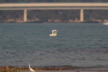 Tung Chung körfezindeki balıkçıl, Hk