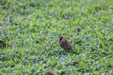 Yemek arayan küçük ötücü kuş. Doğadan vahşi bir sahne.