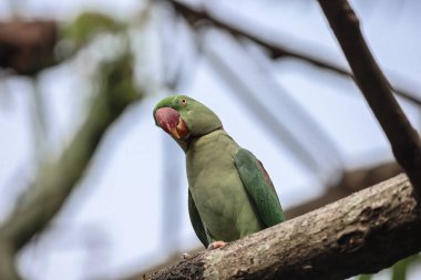 Parktaki dalda yeşil bir papağan.