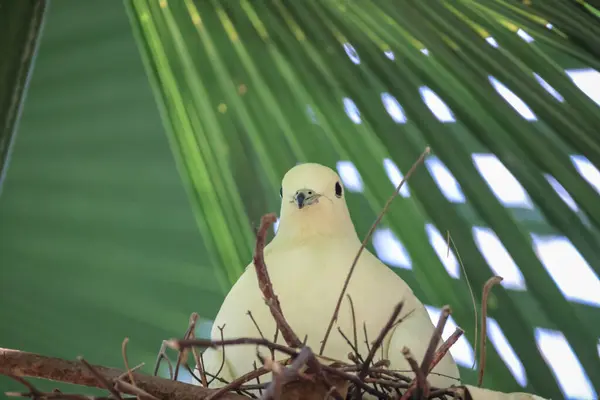 鳥の巣 ブランチ 美しい ドーブ — ストック写真