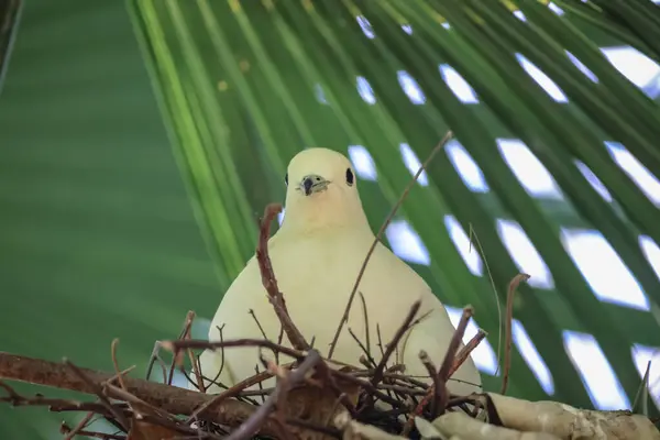 Una Hermosa Paloma Rama Con Nido Pájaro — Foto de Stock