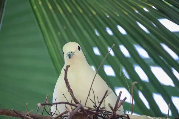 Прекрасный Голубь Ветке Птичьим Гнездом — стоковое фото