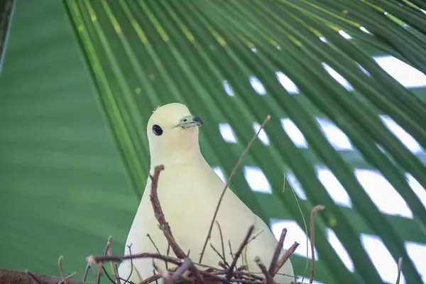 Una Hermosa Paloma Rama Con Nido Pájaro —  Fotos de Stock
