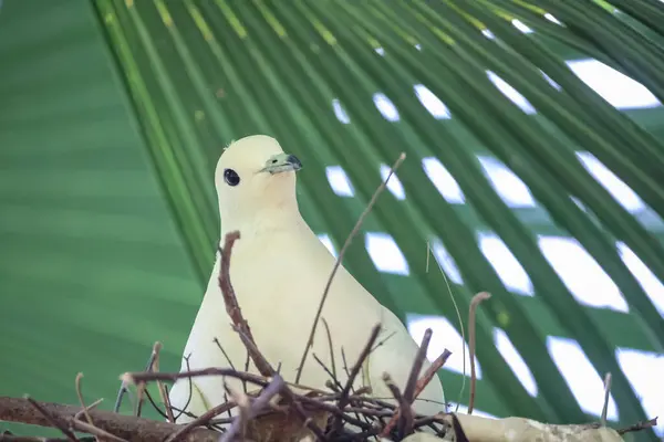 Una Hermosa Paloma Rama Con Nido Pájaro —  Fotos de Stock