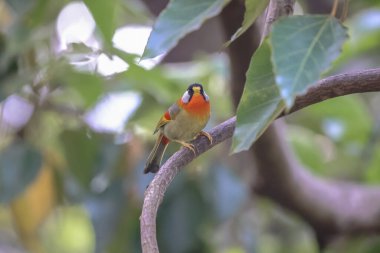 Orman yaprakları kırmızı göğüs ve yeşil kuyruk tüyünü gösteriyor.