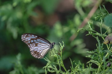 Bulanık doğa arka planına karşı yeşil yaprağın üzerinde oturan bir Kelebek..
