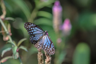 Bulanık doğa arka planına karşı yeşil yaprağın üzerinde oturan bir Kelebek..
