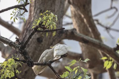 Sarı ibikli, kakadu kakatua sülfürlü yaşlı bir ağaçta
