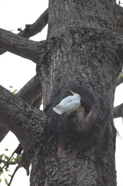 Sarı ibikli, kakadu kakatua sülfürlü yaşlı bir ağaçta