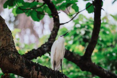 Akbalıkçıl kuşu vahşi doğada, Tai PO, Hong Kong