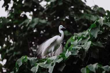 Akbalıkçıl kuşu vahşi doğada, Tai PO, Hong Kong