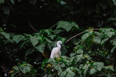 Akbalıkçıl kuşu vahşi doğada, Tai PO, Hong Kong