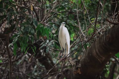 Akbalıkçıl kuşu vahşi doğada, Tai PO, Hong Kong