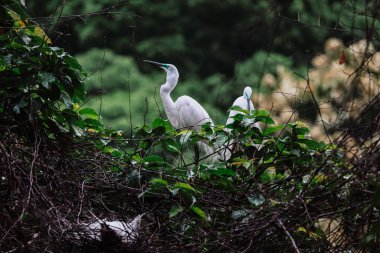 Akbalıkçıllar vahşi doğada, Tai PO, Hong Kong