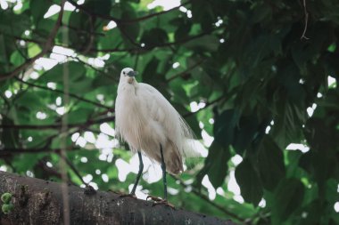 Akbalıkçıl kuşu vahşi doğada, Tai PO, Hong Kong