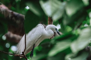 Akbalıkçıl kuşu vahşi doğada, Tai PO, Hong Kong