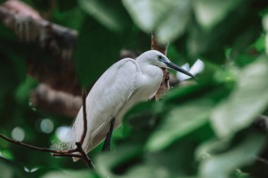 Akbalıkçıl kuşu vahşi doğada, Tai PO, Hong Kong