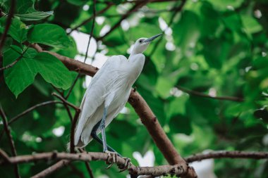 Akbalıkçıl kuşu vahşi doğada, Tai PO, Hong Kong