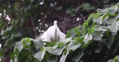 Tai PO, Hong Kong 'da balıkçıl kuşları.