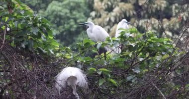 Tai PO, Hong Kong 'da balıkçıl kuşları.