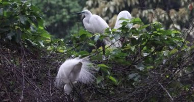 Tai PO, Hong Kong 'da balıkçıl kuşları.