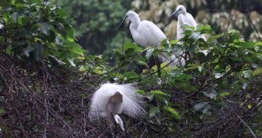 Tai PO, Hong Kong 'da balıkçıl kuşları.