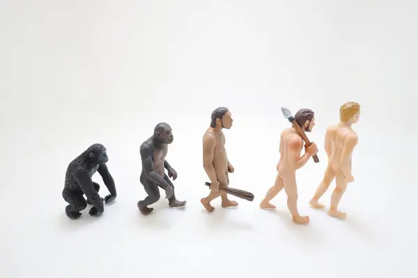 Human evolution ape, caveman, modern man, future man