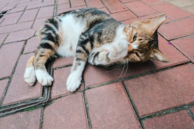 Kedi biraz dinleniyor.