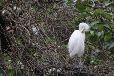 Büyük beyaz balıkçıl, dalda tünemiş.