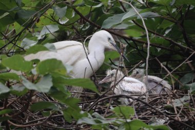 Yuvasında genç yavrular olan Büyük Akbalıkçıl