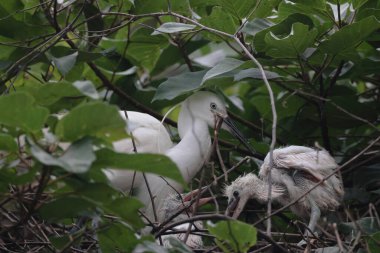 Yuvasında genç yavrular olan Büyük Akbalıkçıl