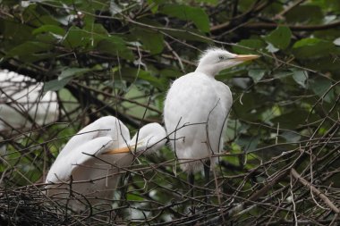Büyük beyaz balıkçıl, dalda tünemiş.