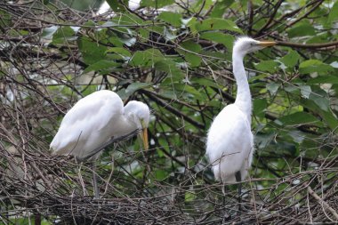Büyük beyaz balıkçıl, dalda tünemiş.