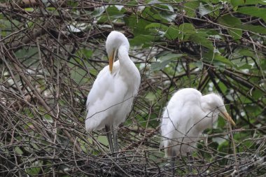 Büyük beyaz balıkçıl, dalda tünemiş.