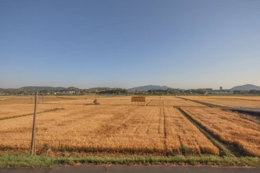 Fukuoka 'daki saha manzarası, Japonya 16 Mayıs 2024