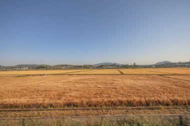 Fukuoka 'daki saha manzarası, Japonya 16 Mayıs 2024