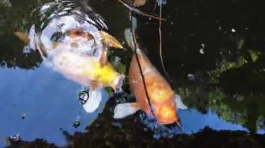 Glover Garden 'da Japon Koi Gölü